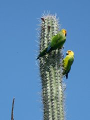 72-Parakeets